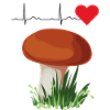 Porcini Mushrooms pick mushroom picker mushroom ECG