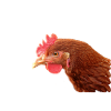 Legehuhn of the Lohmann Brown