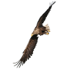 Sea Eagles
