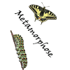 Swallowtail with caterpillar, metamorphosis