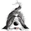 Funny Bearded Collie