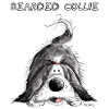 Playing Bearded Collie