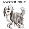 Sweet Bearded Collie