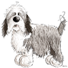 The Bearded Collie