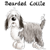 Mignon Bearded Collie