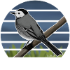 Painted Wagtail Bird Design Illustration