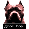 Pitbull DOG- good boy -