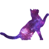 Space Cat