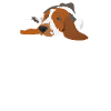 Basset Hound Nope