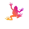 Tree Frog