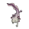 Axolotl