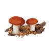 Champignons cueilleurs de champignons