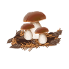 Champignons cueilleurs de champignons