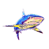 Shark