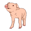 Pig Pig Pig Pig Pig
