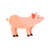 pig