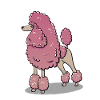 Poodle