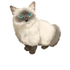 Ragdoll Katze