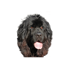 Neufundländerportrait