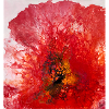 Mohn