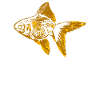 Goldfish Fish Fish