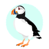 macareux