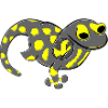 yellow fire salamander