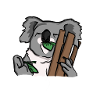 Koala eats