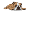 Lazy English Bulldog