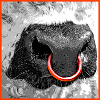 Galloway Bull / Nose ring