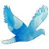 Dove flying / pigeon