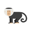Singe capucin singe