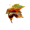 Autumn chestnut gift