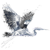 Heron