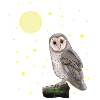 Owl, Moon, Stars