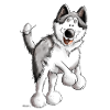 Cute Husky