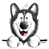 Happy Husky