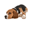 beagle dog