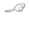 Cairn Coati