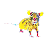 rat