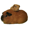 Cochon d'Inde avec bébé
