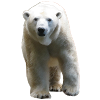 Polar Bear - Eisbär