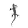 Gecko