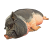 Sleeping potbelly pig, free
