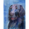 flatcoated retriever - aquarelle