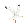 gull