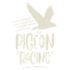 Racing pigeon racing pigeon