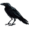 Raven House Raven