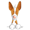 Neugieriger Podenco