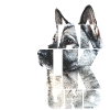 NASSU Norwegian Grey